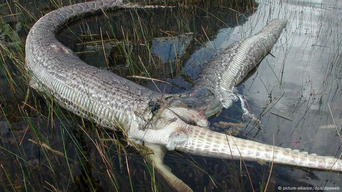 Snakes can dislocate their lower jaw to swallow animals that are twice their size.  But sometimes, the prey is too big.  The image was made in the Everglades National Park in Florida in 2005: a tiger python tried to swallow an alligator and exploded. 