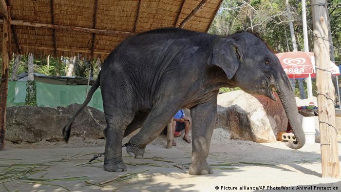 Asien Thailand Elefanten Misshandlung (Picture alliance/AP Photo/World Animal Protection)