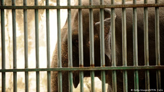 Asien Sri Lanka Elefanten Misshandlung (Getty Images/AFP/N. Celis)