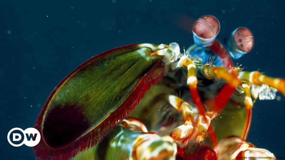 mantis shrimp eating fish