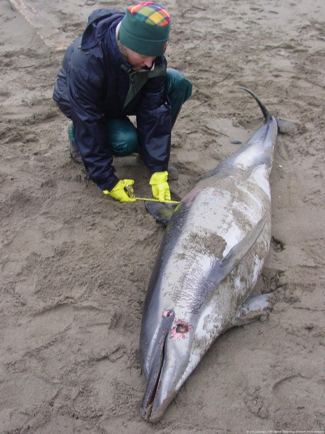 Dolphins Are Still Accidental Casualties of Tuna Fishing