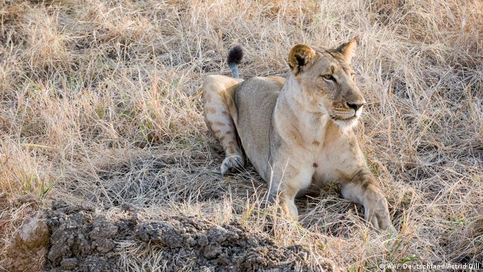 Eine Löwin liegt im Gras (WWF Deutschland/Astrid Dill)