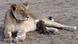 Lioness nursing leopard cub Lioness nursing leopard cub