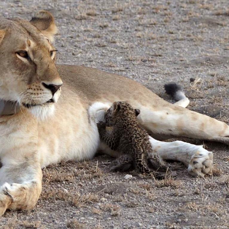 Lioness nurses leopard cub – DW – 07/15/2017