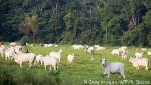 Cattle at an illegal settlement in the Jamanxim National Forest, state of Para, northern Brazil, November 29, 2009. With 1,3 million hectares, the Jamanxim National Forest is today a microsm that replicates what happens in the Amazon, where thousands of hectares of land are prey of illegal woodcutters, stock breeders and gold miners. AFP PHOTO ANTONIO SCORZA (Photo credit should read ANTONIO SCORZA/AFP/Getty Images)