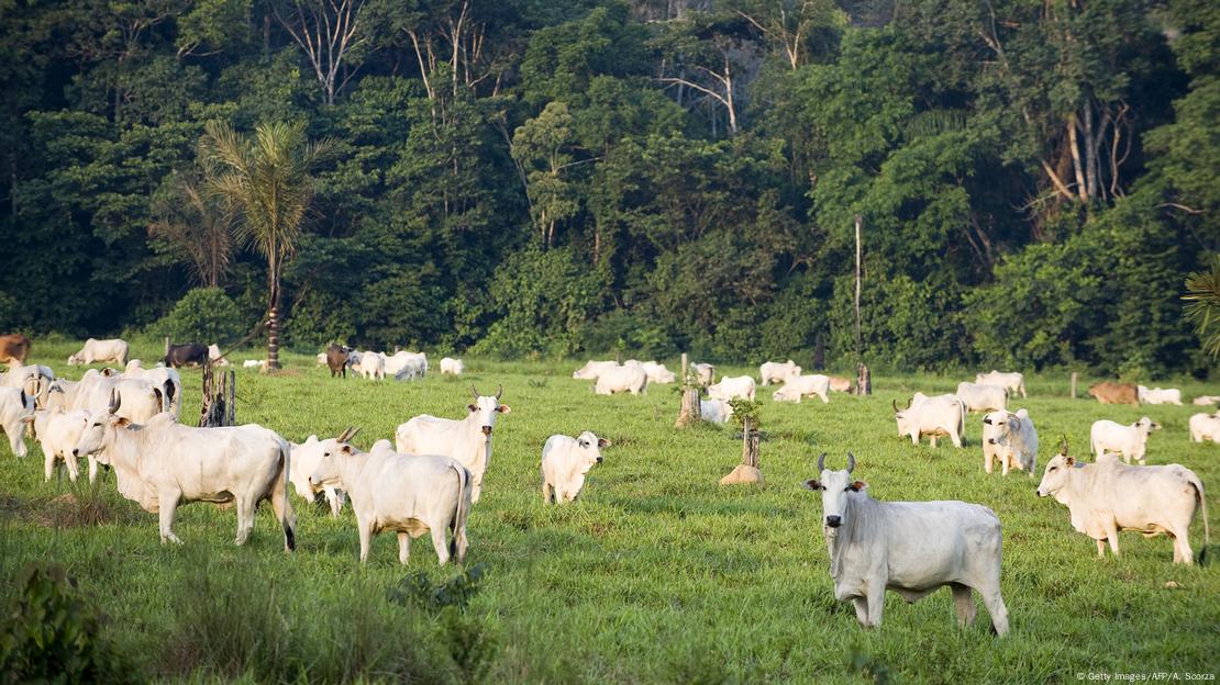 Bois em pasto perto de floresta