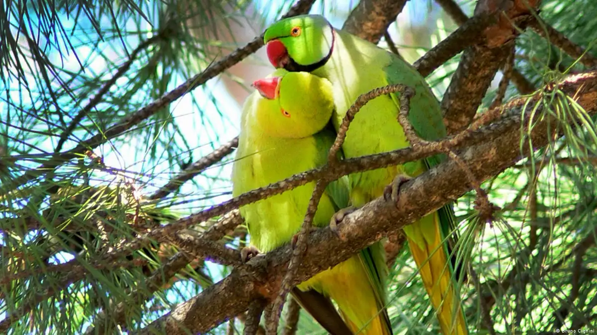 Parrot in Nest Hole. Rose-ringed Parakeet, Psittacula Krameri, in Nature  Green Forest Habitat, Sri Lanka Stock Image - Image of beautiful, bird:  189078411