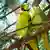 A pair of rose-ringed parakeets sitting in a tree
