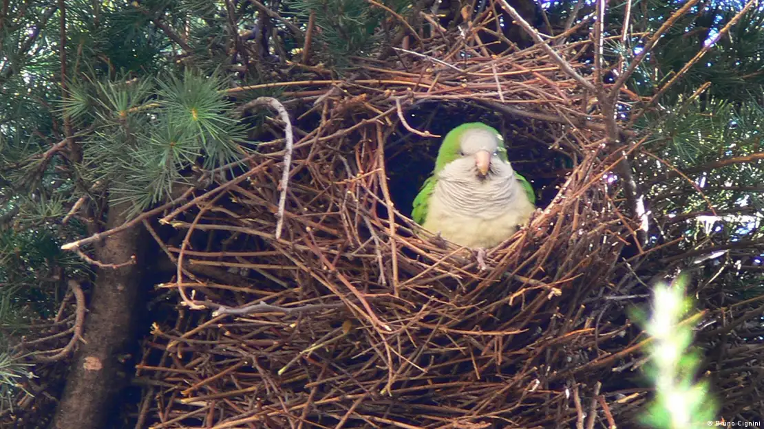 Roman Parakeets Monk Parakeets In Rome