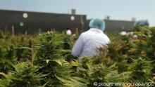 La regulación de la marihuana en Uruguay es un paso responsable