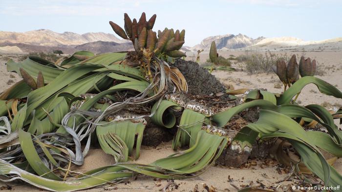En afrikáans la Welwitschia se llama tweeblaarkanniedood, que significa dos hojas no pueden morir. 