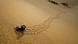 Parabuthus Scorpion - leaving tracks up a dune at sunset Parabuthus Scorpion - leaving tracks up a dune at sunset