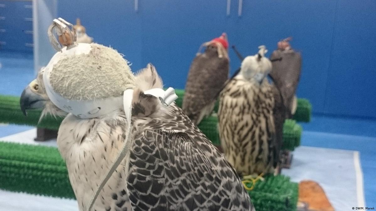 The Germanrun falcon clinic in Abu Dhabi DW 07/25/2017