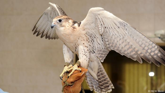 How a German vet came to run a falcon hospital in Abu Dhabi | Culture ...