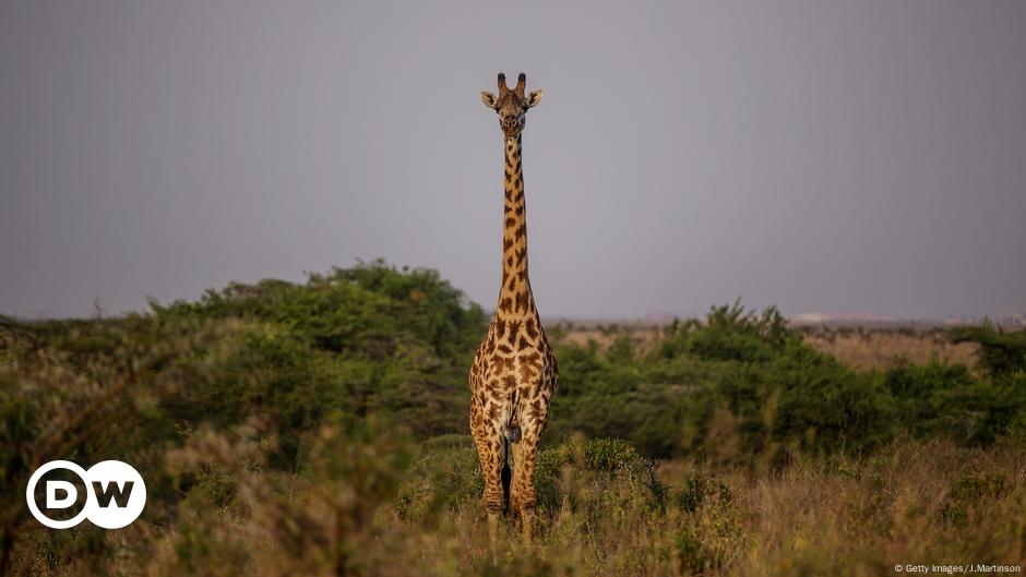 Giraffes: Earth's threatened giants – DW – 07/21/2017