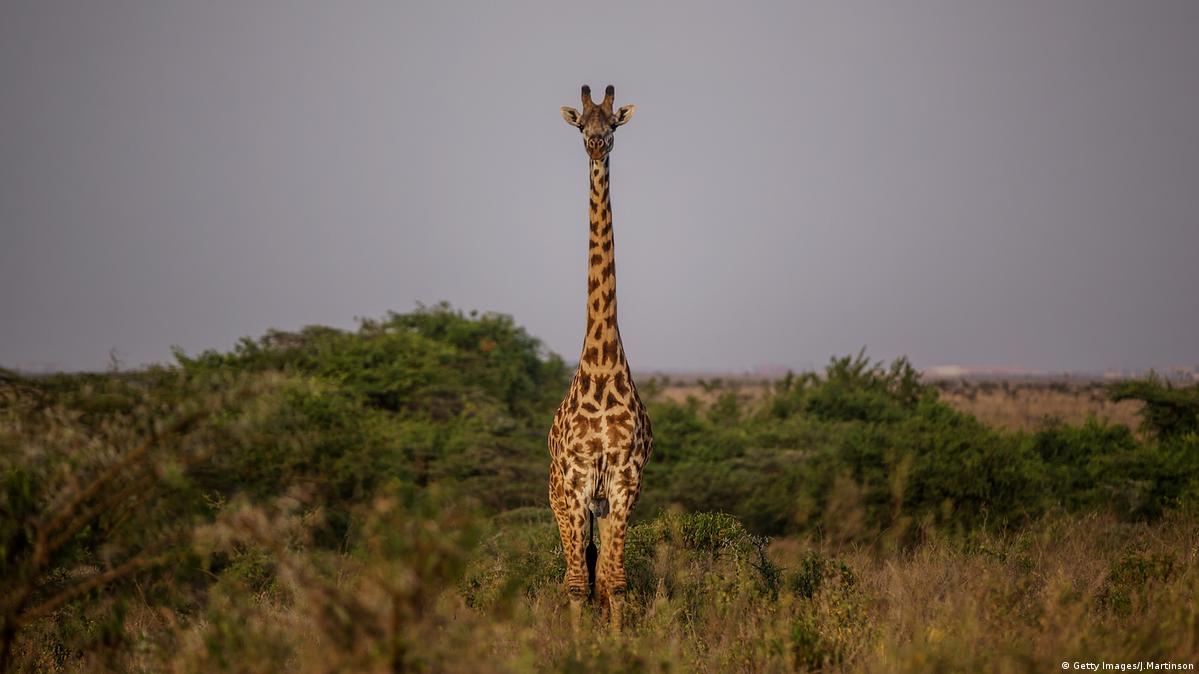 Giraffes move closer to endangered species protection – DW – 08/23/2019
