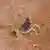 Skorpion opistophthalmus holmi