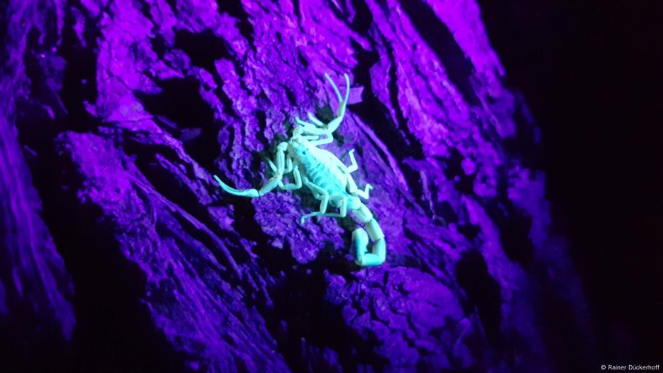 Finally Revealed The Mysterious Name For A Group Of Scorpions - 7wu8qzi