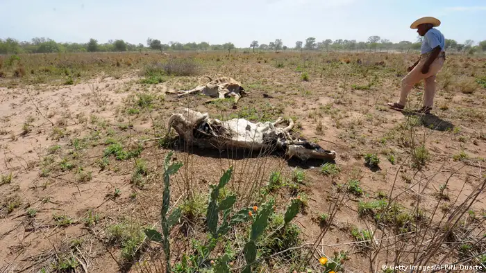 Paraguay Bauer in Chaco (Getty Images/AFP/N. Duarte)