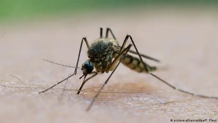 A mosquito (picture-alliance/dpa/P. Pleul)