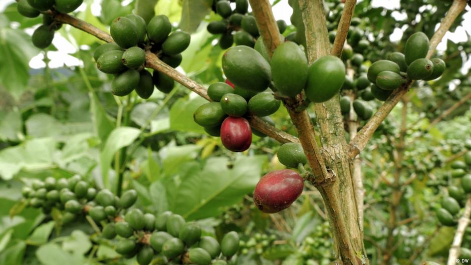 Climatefriendly coffee farming in Costa Rica DW 07/28/2017