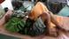 Zimbabwe Cholera Patienten Zimbabwe Cholera Patienten