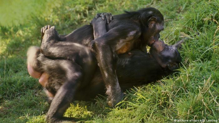 Homosexualität im Tierreich | weibliche Bonobos beim Sex