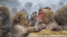 
***Homosexualität im Tierreich***
Japanese macaques (Snow monkeys) (Macata fuscata), relaxing in a hot spring, Jigokudani Yaen-Koen, Nagano Prefecture, Japan, Asia | Verwendung weltweit, Keine Weitergabe an Wiederverkäufer.