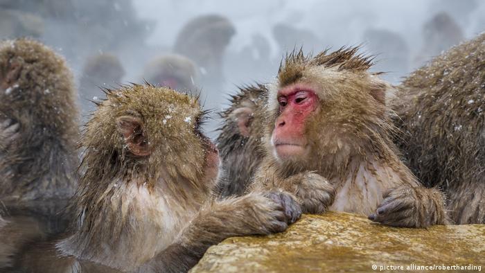 Macaque monkeys bathing in a hot spring