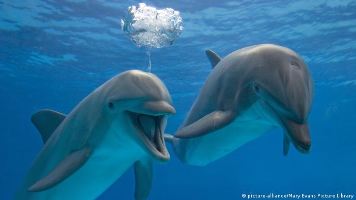 Bottlenose dolphins (picture-alliance/Mary Evans Picture Library)
