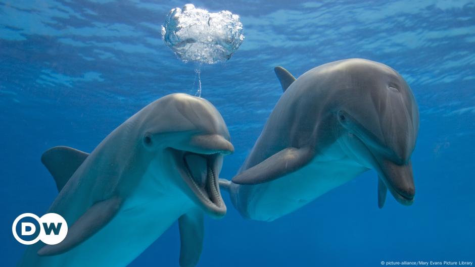 homosexuality in dolphins