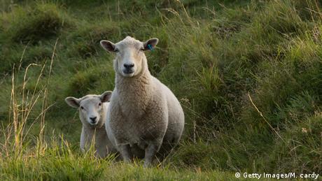 Domestic sheep (Getty Images/M. cardy)