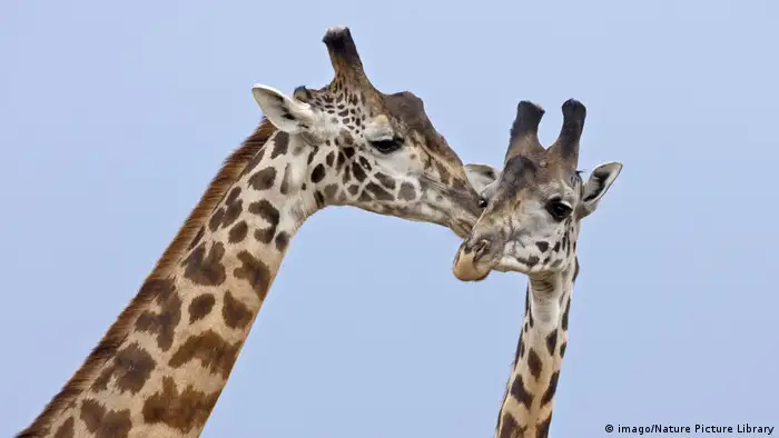 Giraffes (imago/Nature Picture Library)