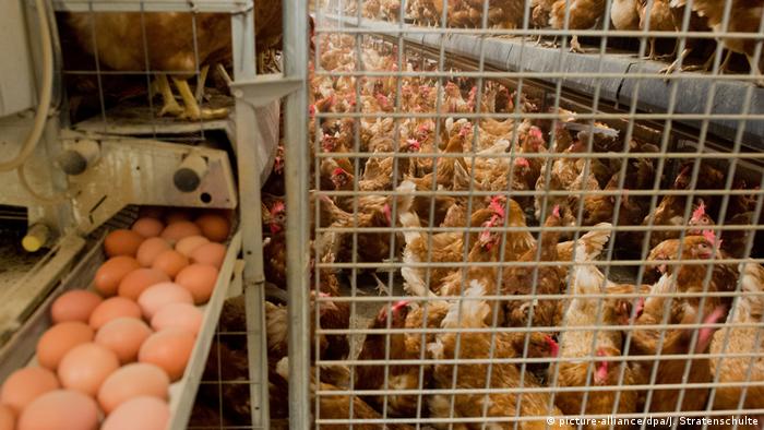 Deutschland Eier-Produktion und Legehennen in einem engen Stall