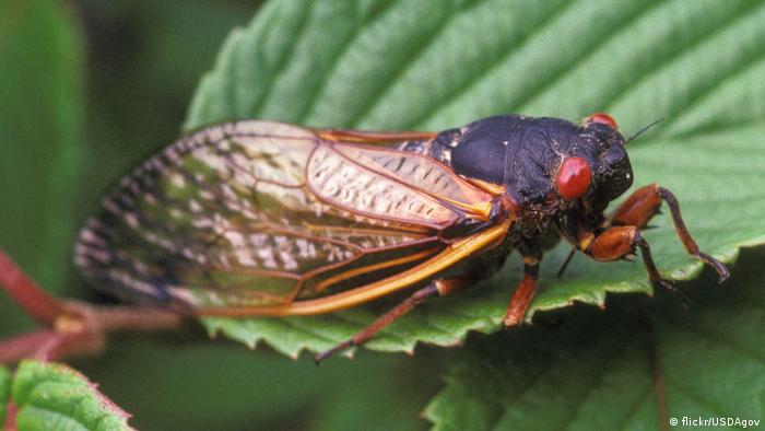 African cicada 