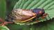 Periodical Cicada on a leaf Periodical Cicada on a leaf