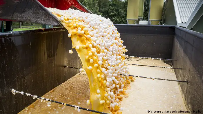 Eier-Vernichtung in den Niederlanden