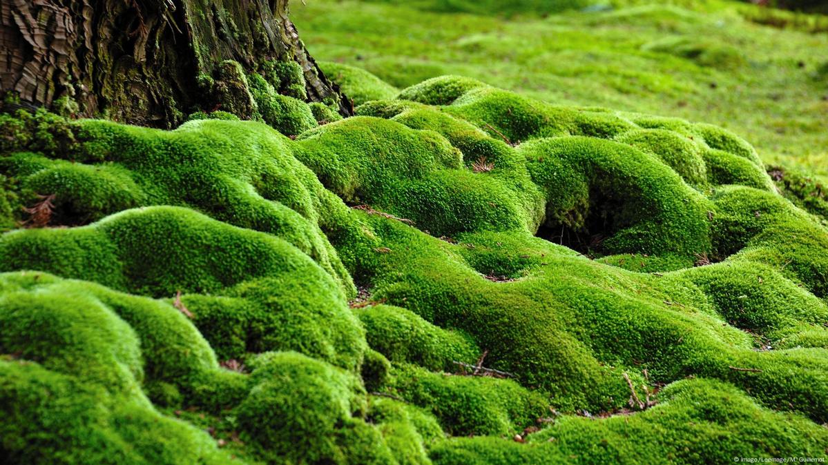 Our Beautiful Planet: Saiho-ji moss garden – DW – 08/17/2017