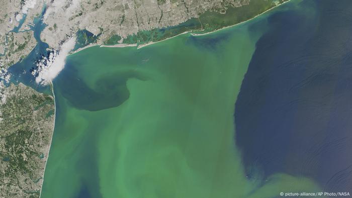 Una imagen de satélite de la costa de Nueva York, donde la proliferación de algas ha vuelto el agua de un color verde brillante.