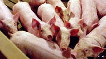 L'agriculture et l'élevage intensifs sont des activités très polluantes L'agriculture et l'élevage intensifs sont des activités très polluantes