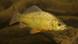 Goldfische - Carassius carassius - Karausche Goldfische - Carassius carassius - Karausche