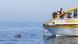 Delphin im Mittlemeer Delphin im Mittlemeer