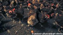 OIE: В России зафиксирована вспышка птичьего гриппа H5N2