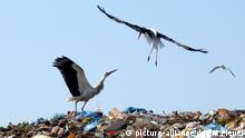 ARCHIV - Schwanebeck (Brandenburg): Wahrscheinlich um den besten Futterplatz streiten sich zwei Störche am 30.07.2003 auf der Mülldeponie Schwanebeck. Durch die langanhaltende Trockenheit findet Meister Adebar auf den Feldern und Wiesen nicht mehr genug Nahrung. Neben den Störchen suchen auch Möwen und Krähen nach «Leckerbissen» in den Hausabfällen. Foto: Patrick Pleul/dpa (zu lsw: «Überwintern auf der Müllkippe: Störche machen im Abfall Halt» vom 22.01.2016) +++(c) dpa - Bildfunk+++ | Verwendung weltweit
