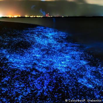 Bioluminescent Phytoplankton