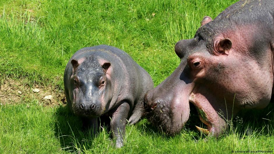 su aygirlari hakkinda sasirtici 10 gercek tum medya icerigi dw 27 08 2017 su aygirlari hakkinda sasirtici 10 gercek tum medya icerigi dw 27 08 2017