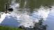 Black swan in Bavaria Black swan in Bavaria