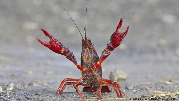 Louisiana red crayfish, red swamp crayfish (picture-alliance/M.Woike)