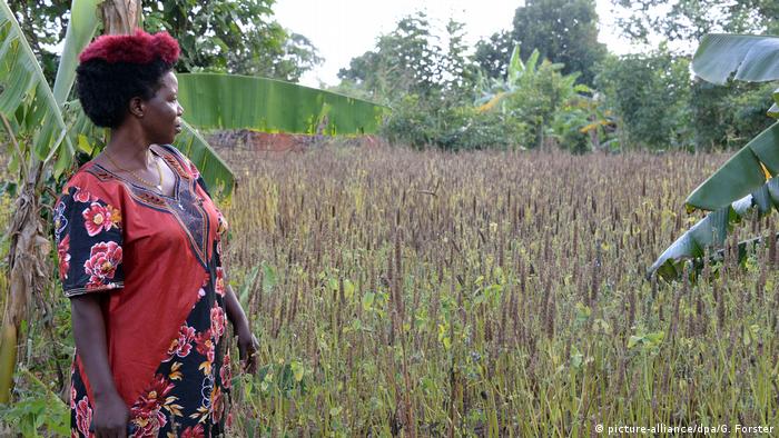 Chia: Auch afrikanische Bauern steigen um 