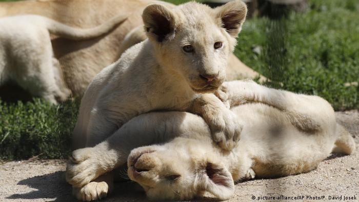 Suecia: un zoo mató nueve leones jóvenes y sanos | Europa al día | DW |  